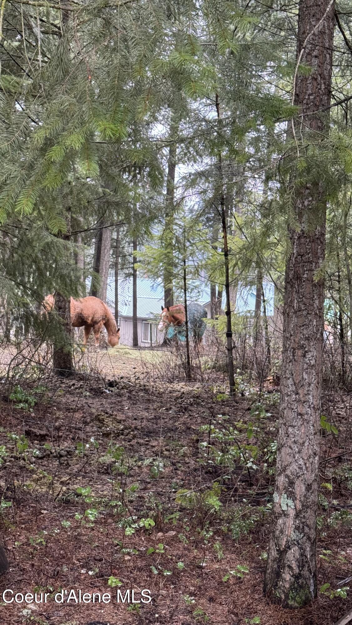 2269 East Chilco Road Athol, ID 83801 - Photo 13 of 25 Private Woods