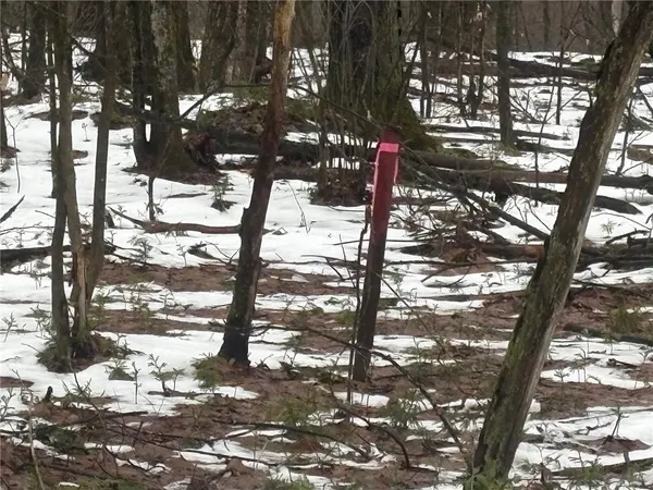 a picture of tree