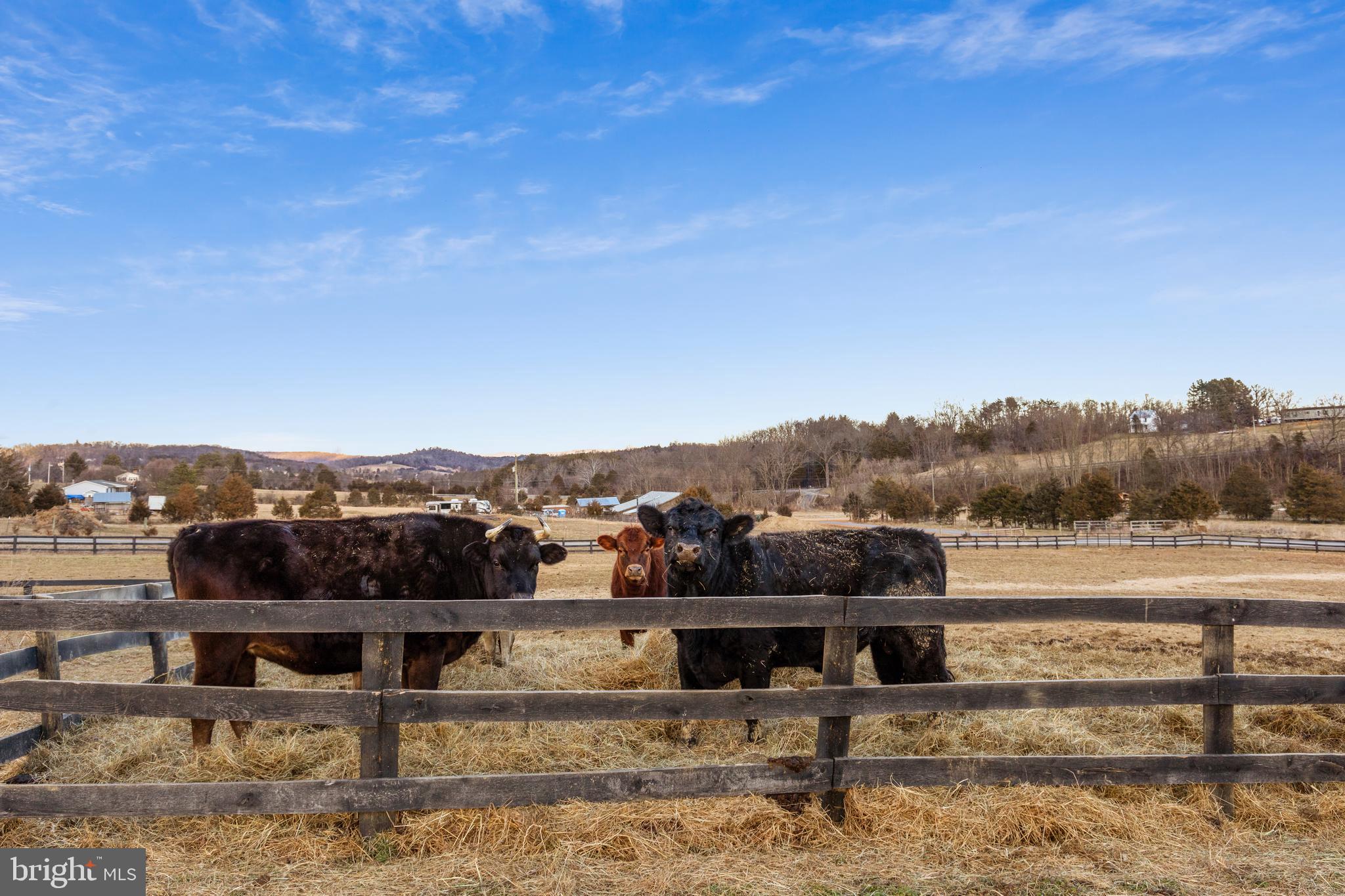 1503 Cottontown Road Strasburg, VA 22657 - Photo 22 of 42 Pasture