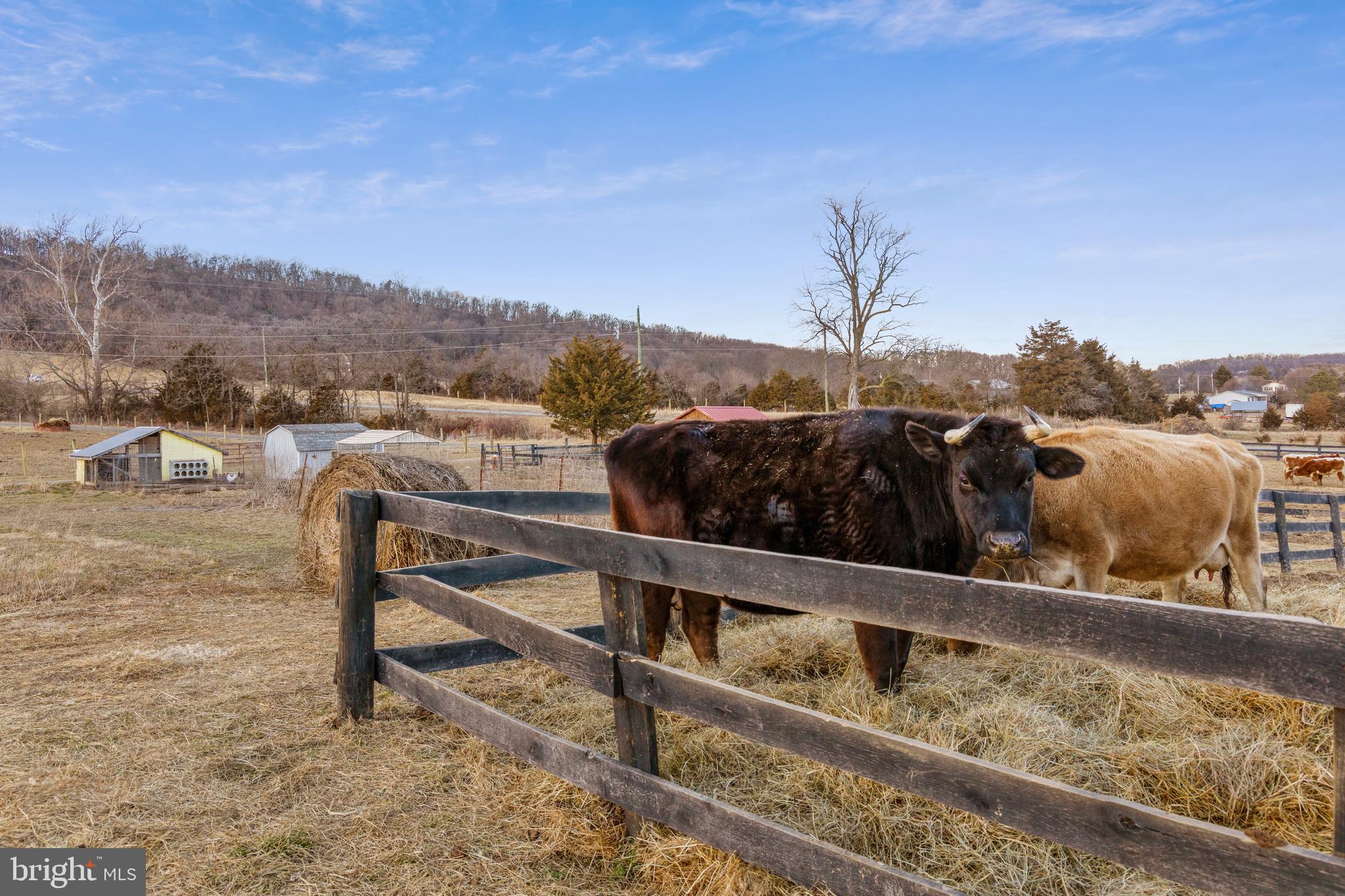 1503 Cottontown Road Strasburg, VA 22657 - Photo 23 of 42 Pasture