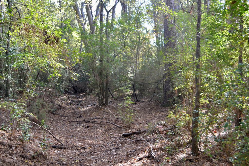 Tract #2 Long Street Waskom, TX 75692 - Photo 4 of 19 a view of a forest with trees in the background