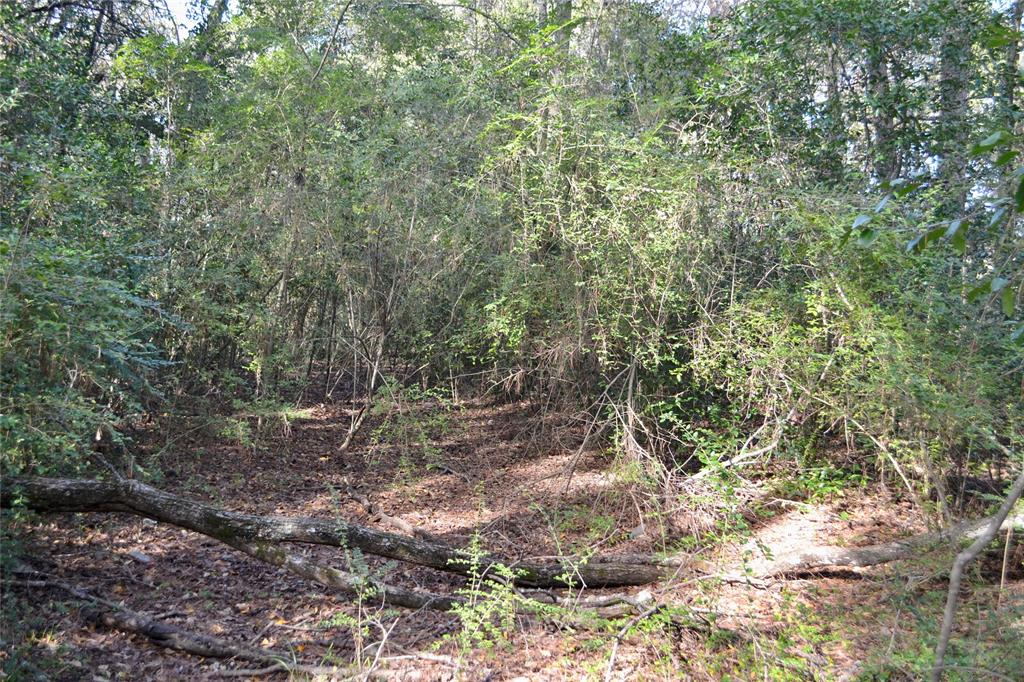 Tract #2 Long Street Waskom, TX 75692 - Photo 10 of 19 a view of a forest filled with trees