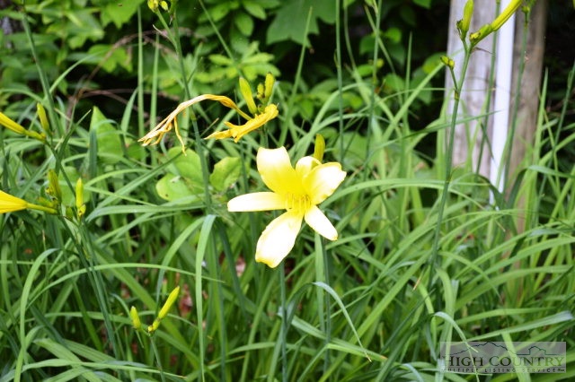 277 Pioneer Ridge Sparta, NC 28675 - Photo 21 of 36 a view of a plant in a garden