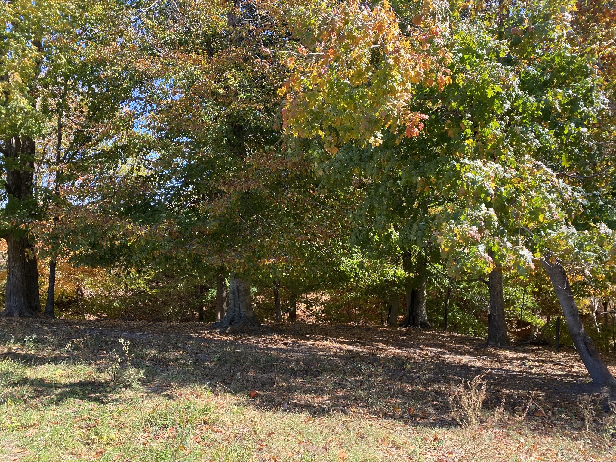 5 Hickory Point Road Clarksville, TN 37043 - Photo 13 of 13 a view of a yard with large trees