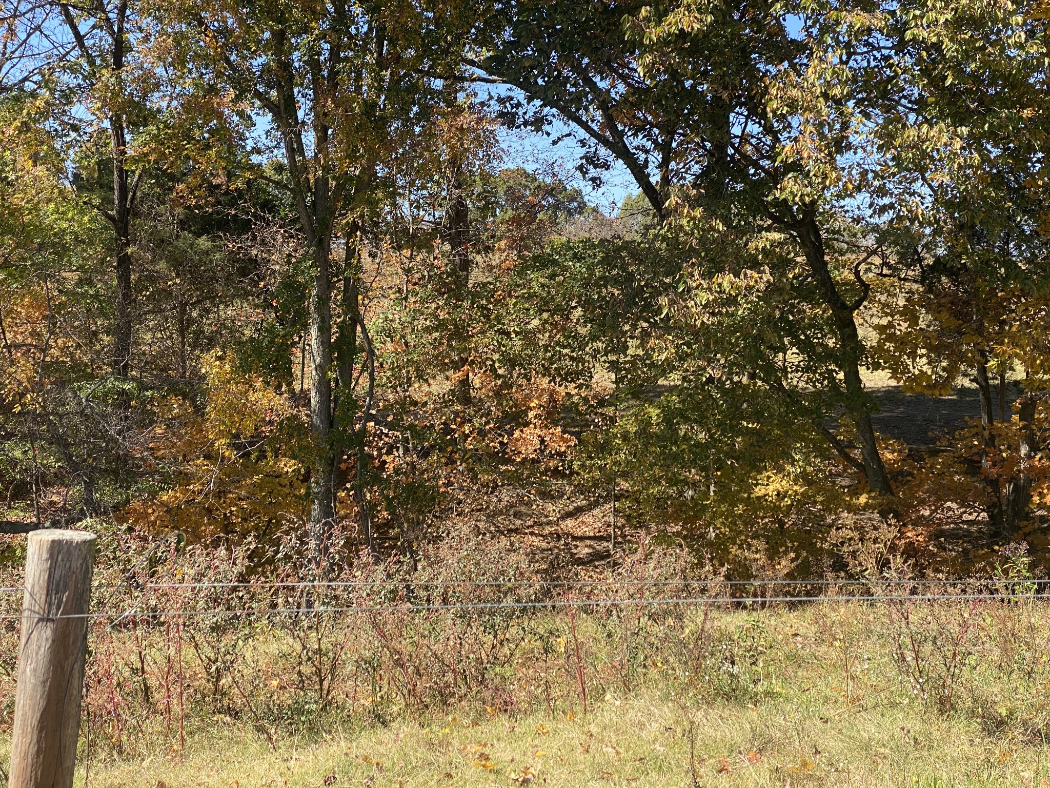 5 Hickory Point Road Clarksville, TN 37043 - Photo 7 of 13 a view of tree