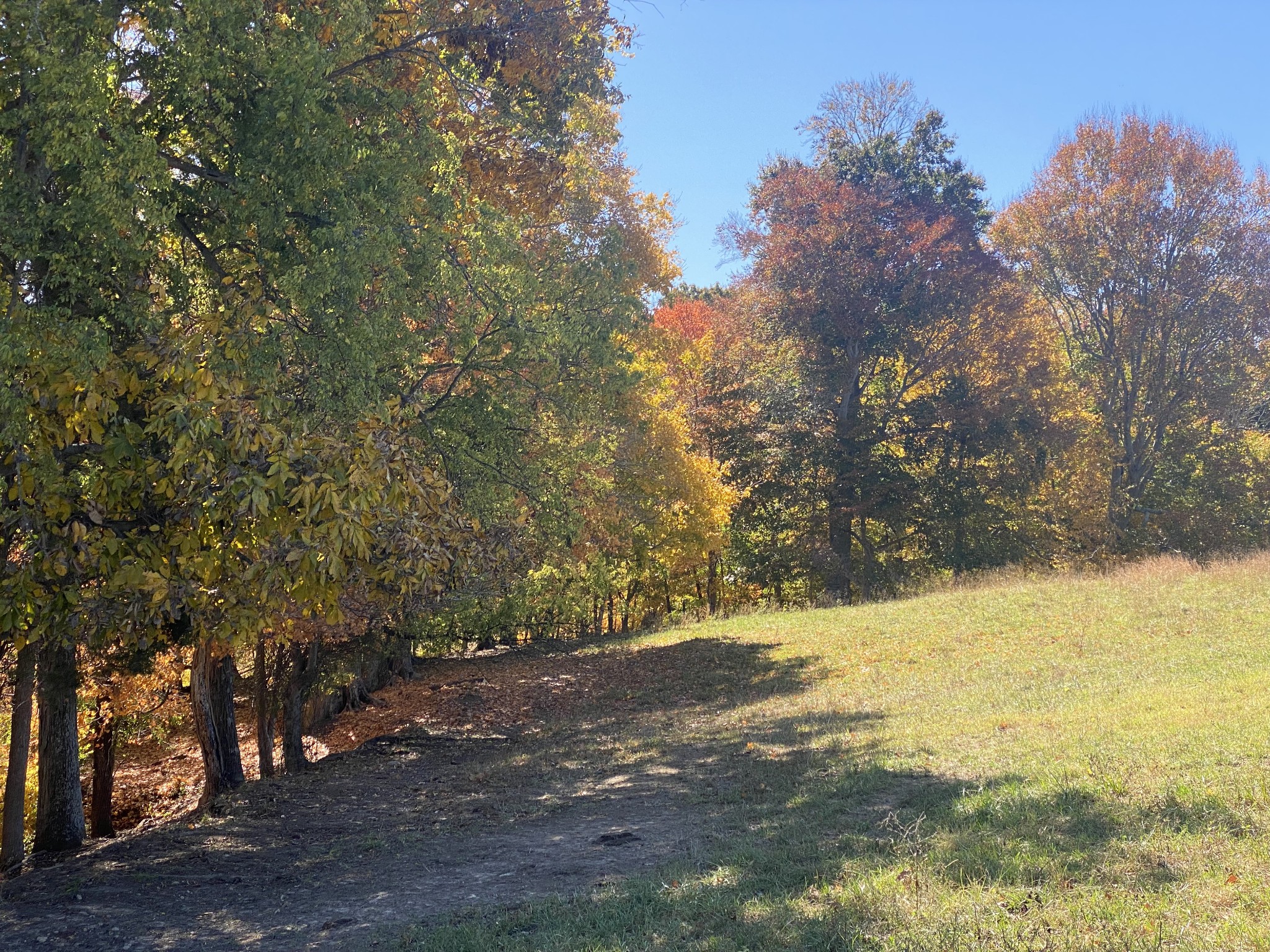 5 Hickory Point Road Clarksville, TN 37043 - Photo 8 of 13 a view of a yard with a tree