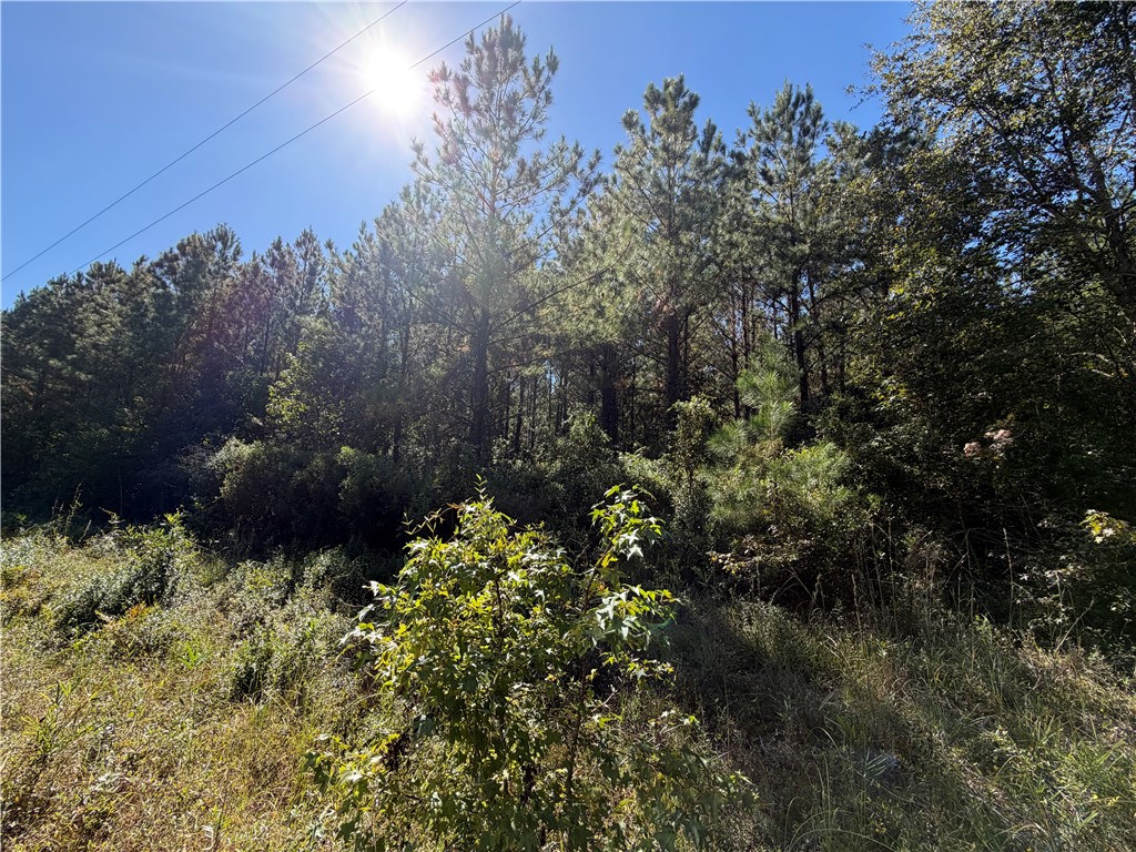 6.69-acs Buck Ryals Road Northeast Townsend, GA 31331 - Photo 2 of 8