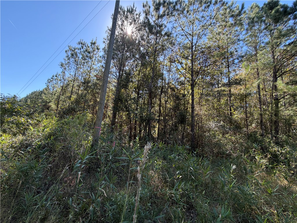 6.69-acs Buck Ryals Road Northeast Townsend, GA 31331 - Photo 3 of 8