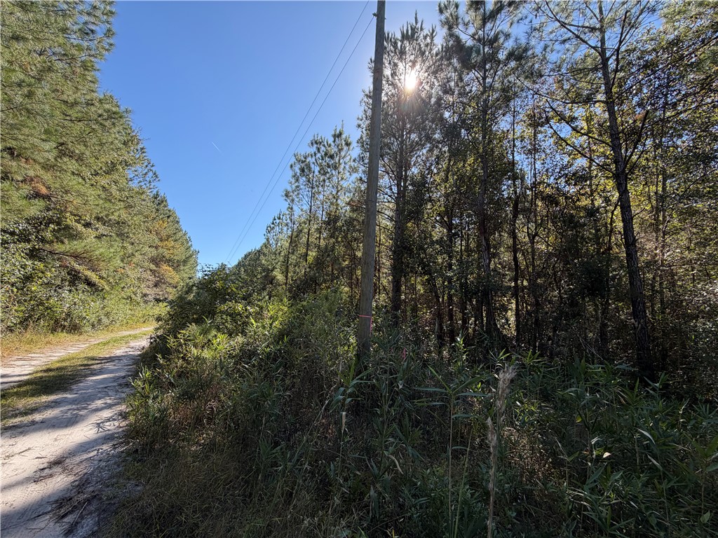 6.69-acs Buck Ryals Road Northeast Townsend, GA 31331 - Photo 4 of 8