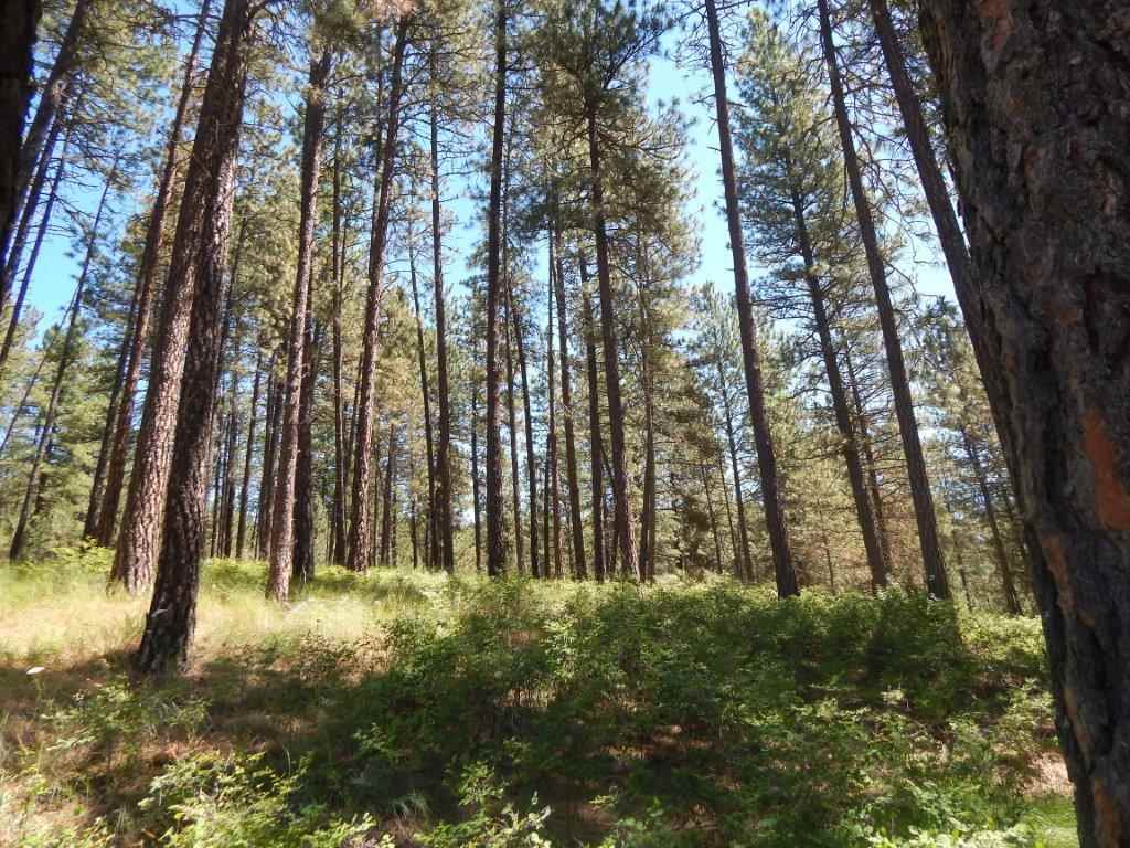 Tbd Kitt-Narcisse Road Colville, WA 99114 - Photo 3 of 8
