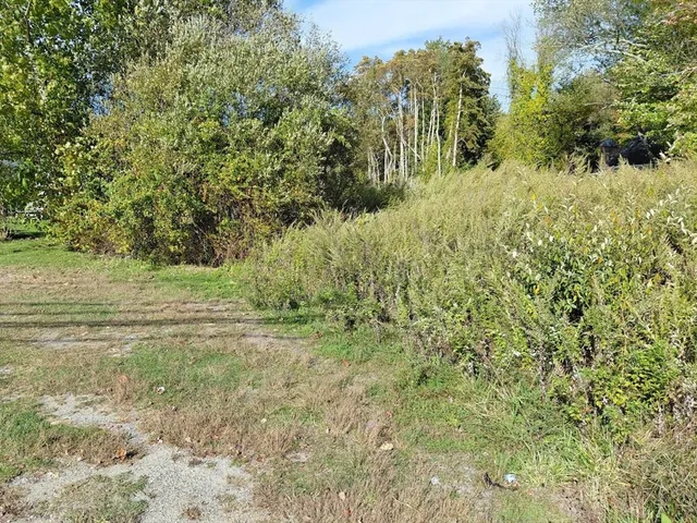 a view of a yard with plants and large trees
