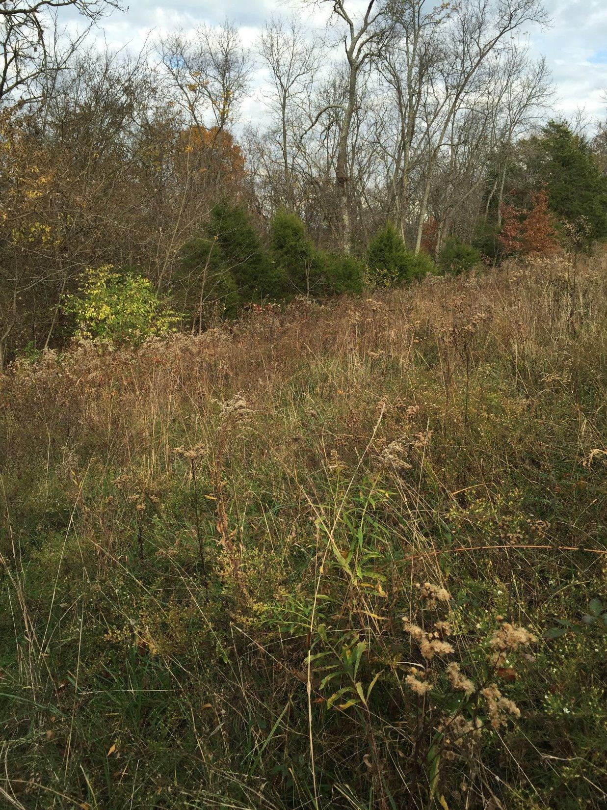 0 Lake Road Paris, KY 40361 - Photo 11 of 12 Photo 12