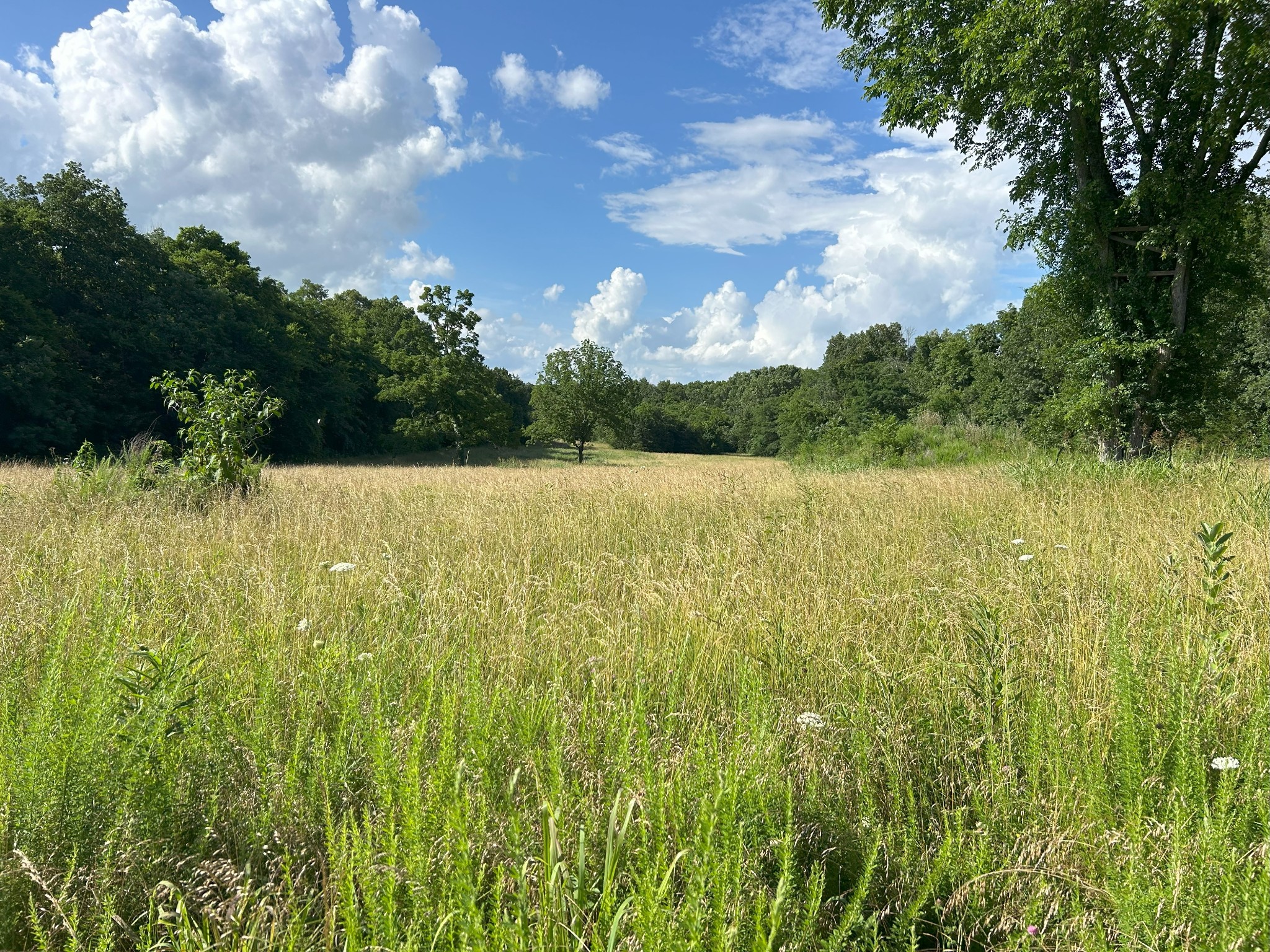 3 Millersburg Road Christiana, TN 37037 - Photo 55 of 60 a view of lot of trees and houses