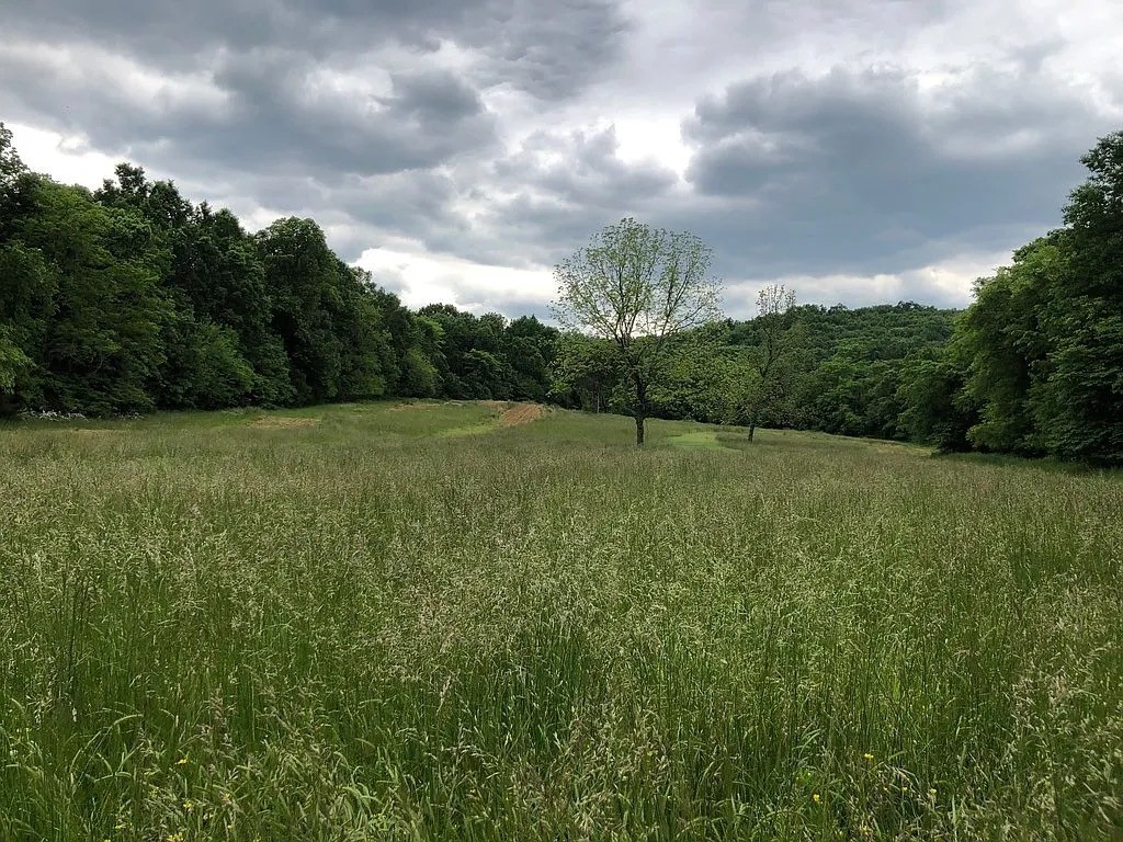 3 Millersburg Road Christiana, TN 37037 - Photo 57 of 60 a view of a field with an trees in the background