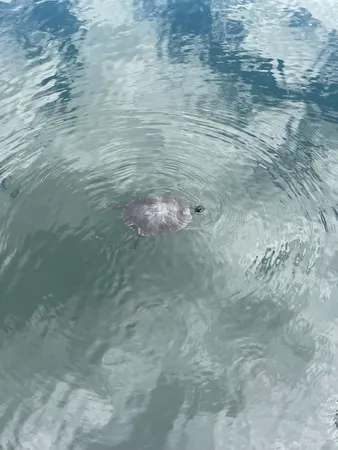 $699,900 | 711 Warrior Drive, Murfreesboro, TN 37128