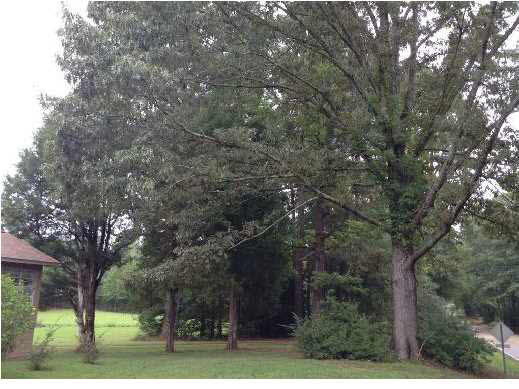 606 Hickory Ridge Road Florence, MS 39073 - Photo 10 of 28 Photo 10