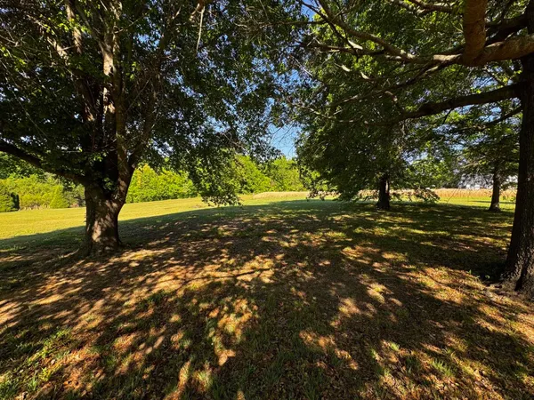 a view of a yard with a tree