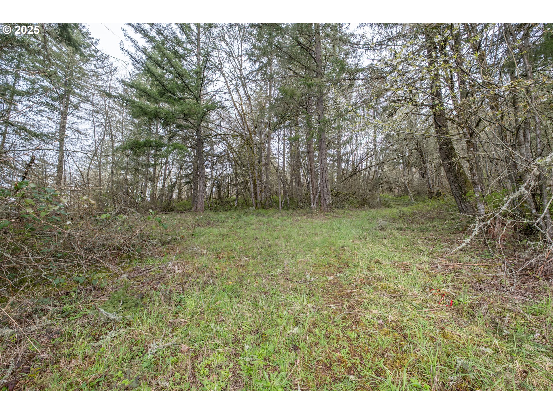 31101 Berlin Road Lebanon, OR 97355 - Photo 3 of 41 a big yard with lots of green space and tree