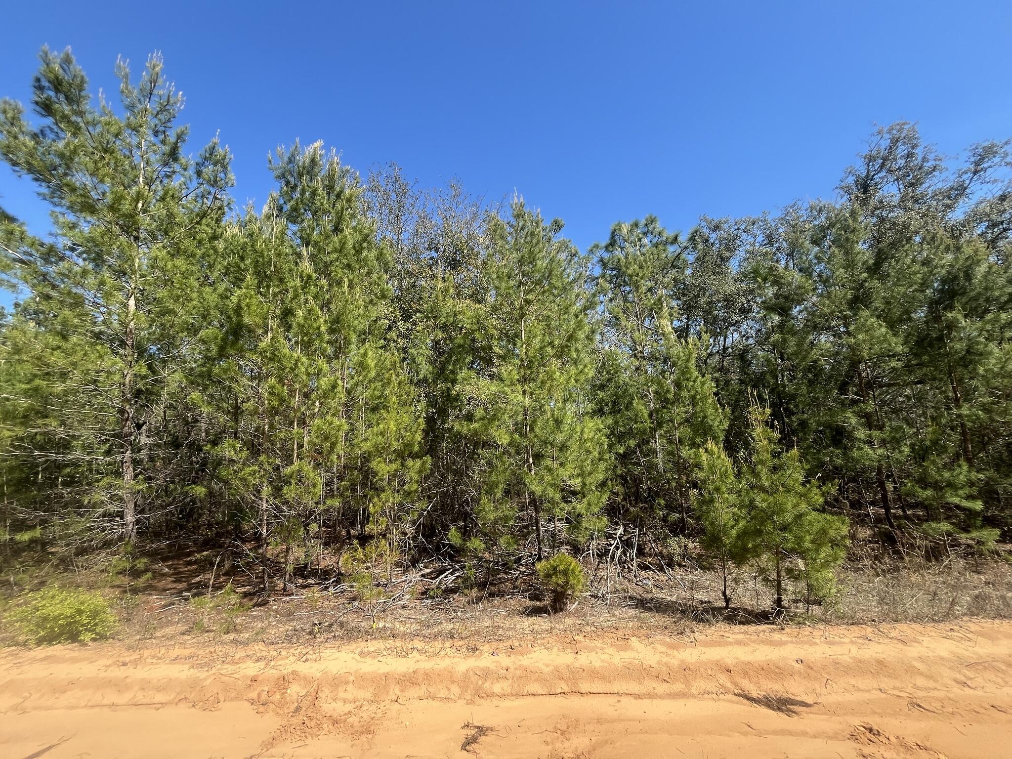 a view of a yard with a tree