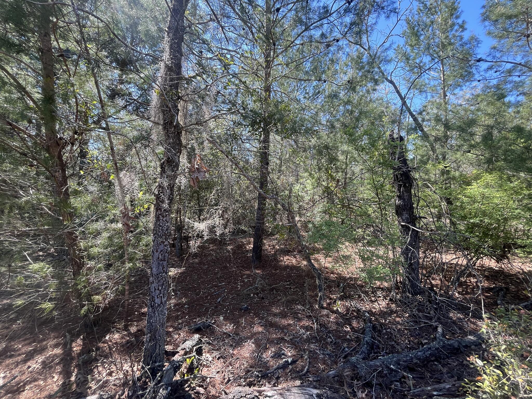 Tbd Shappell Avenue Interlachen, FL 32148 - Photo 3 of 8 a view of a forest with lots of trees