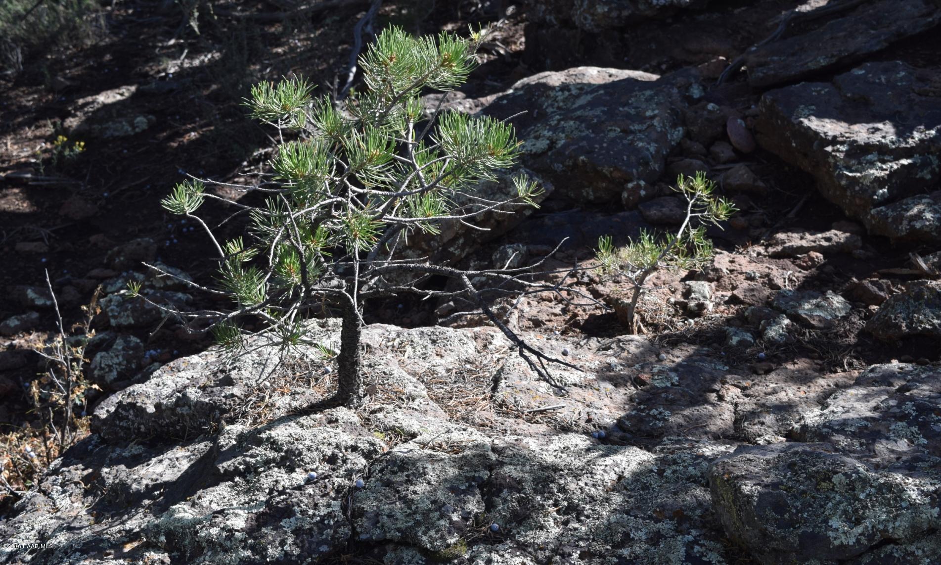 76-83 Shadow Rock Ranch Seligman, AZ 86337 - Photo 4 of 23 Pine Tree in a rock