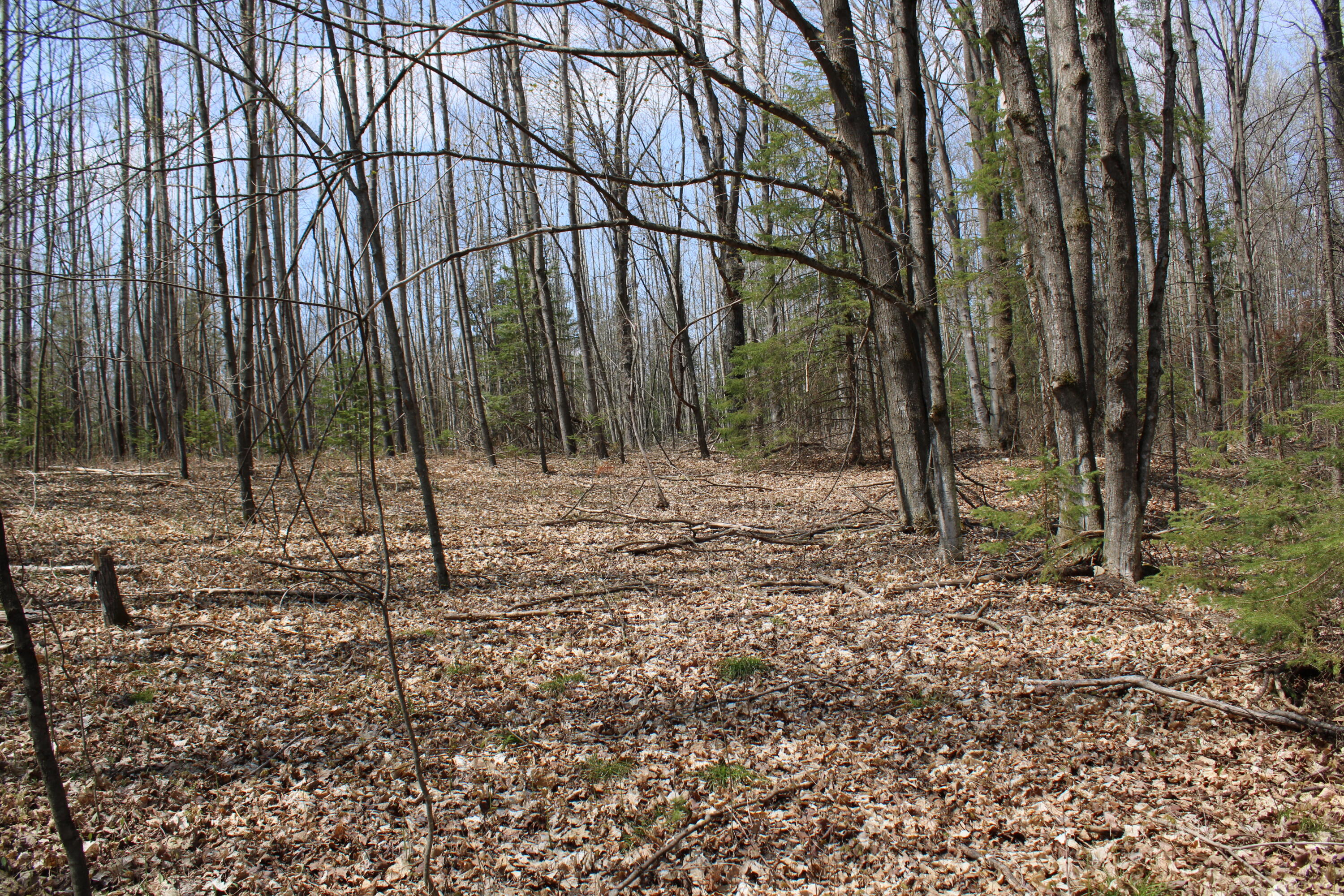 961 Dunn Road Afton, MI 49705 - Photo 11 of 15 IMG_1299