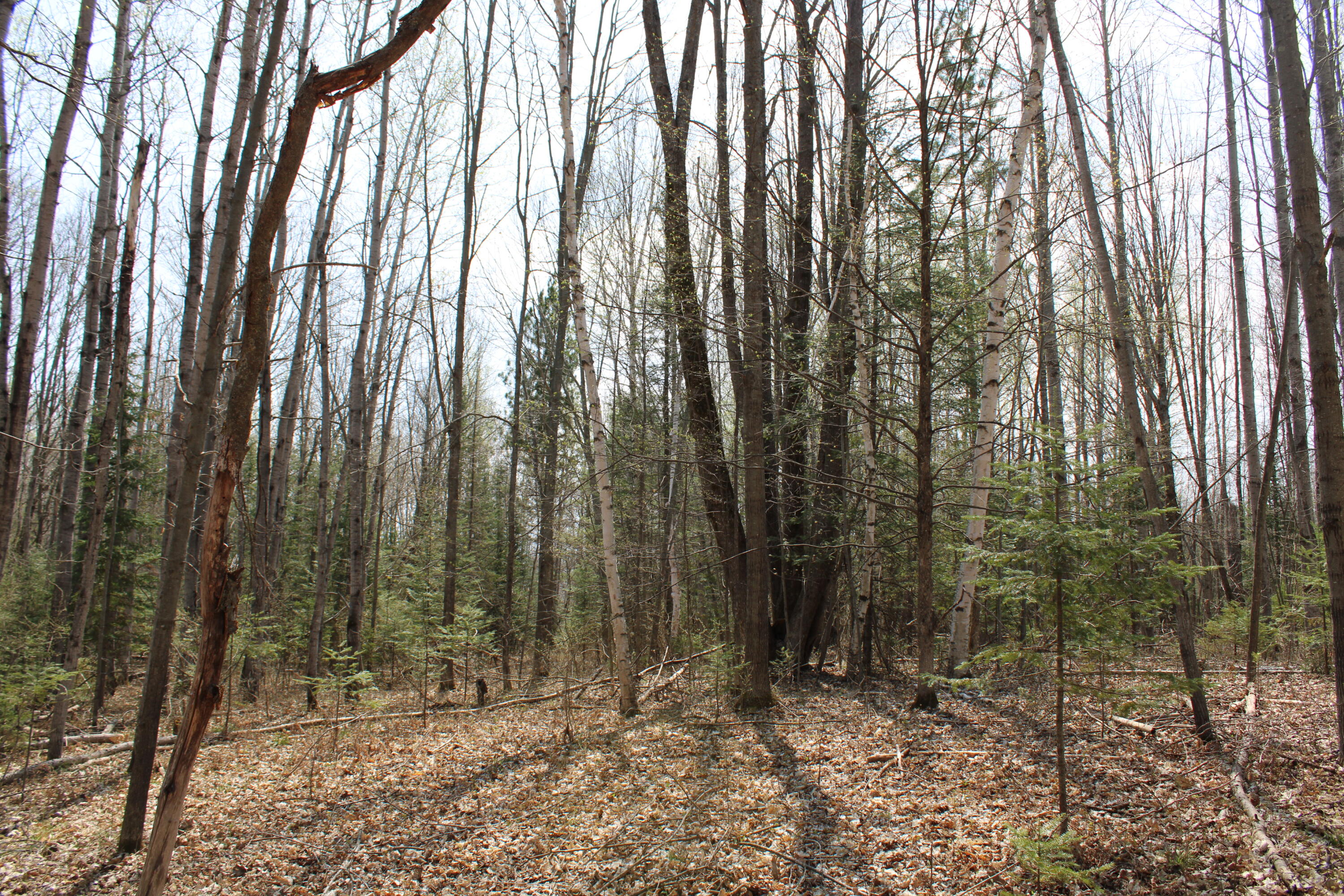 961 Dunn Road Afton, MI 49705 - Photo 12 of 15 IMG_1300