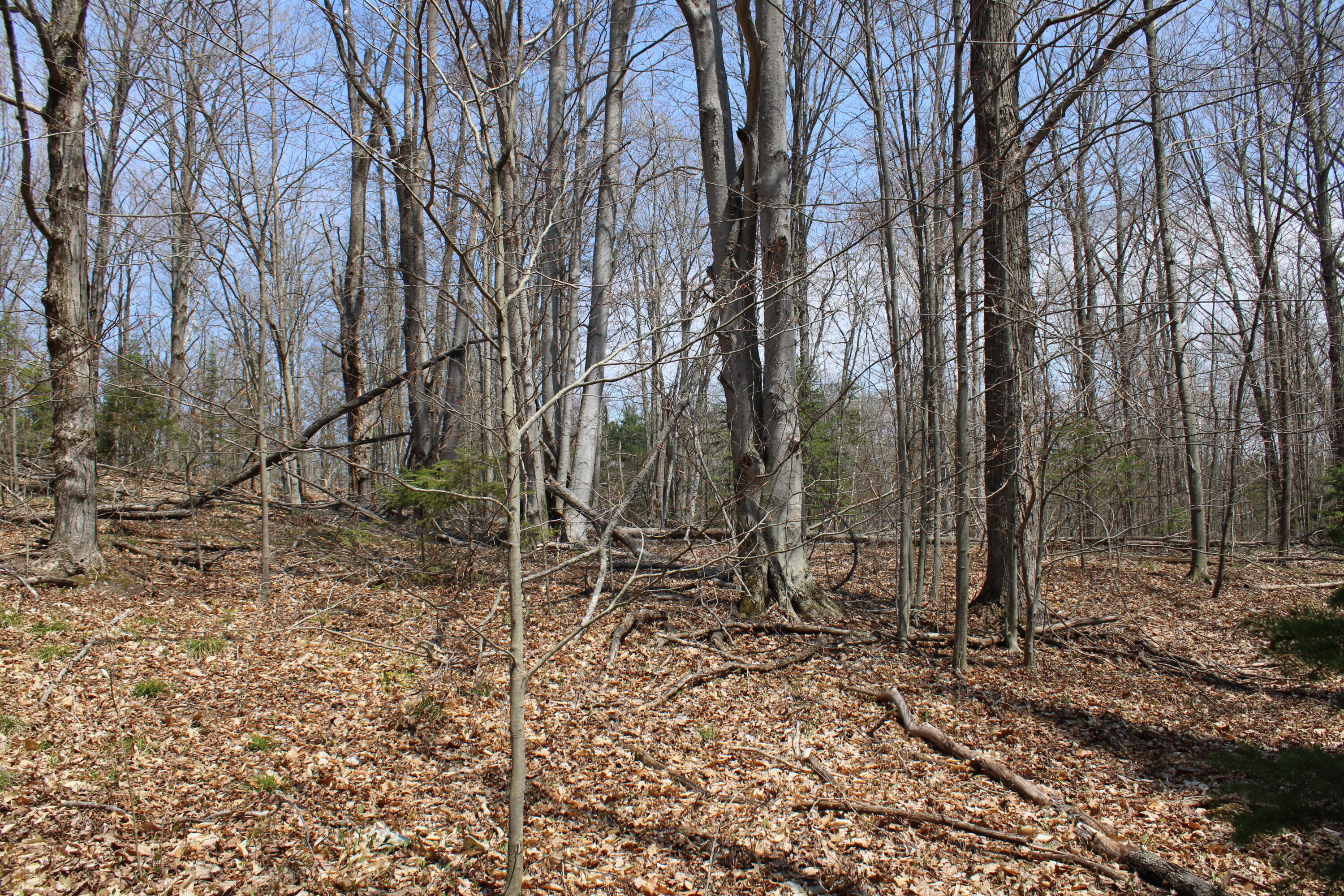 961 Dunn Road Afton, MI 49705 - Photo 13 of 15 IMG_1302