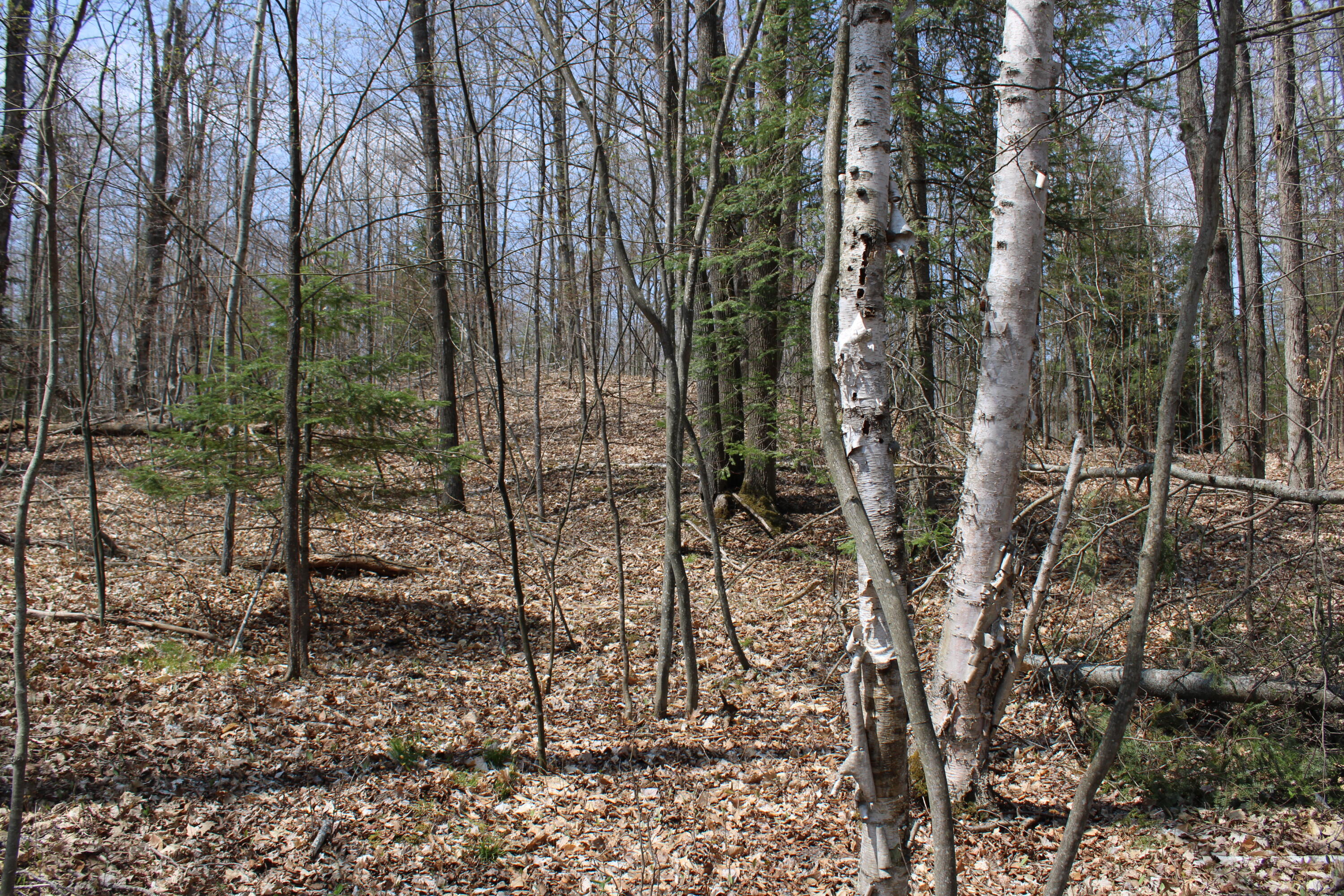 961 Dunn Road Afton, MI 49705 - Photo 14 of 15 IMG_1303