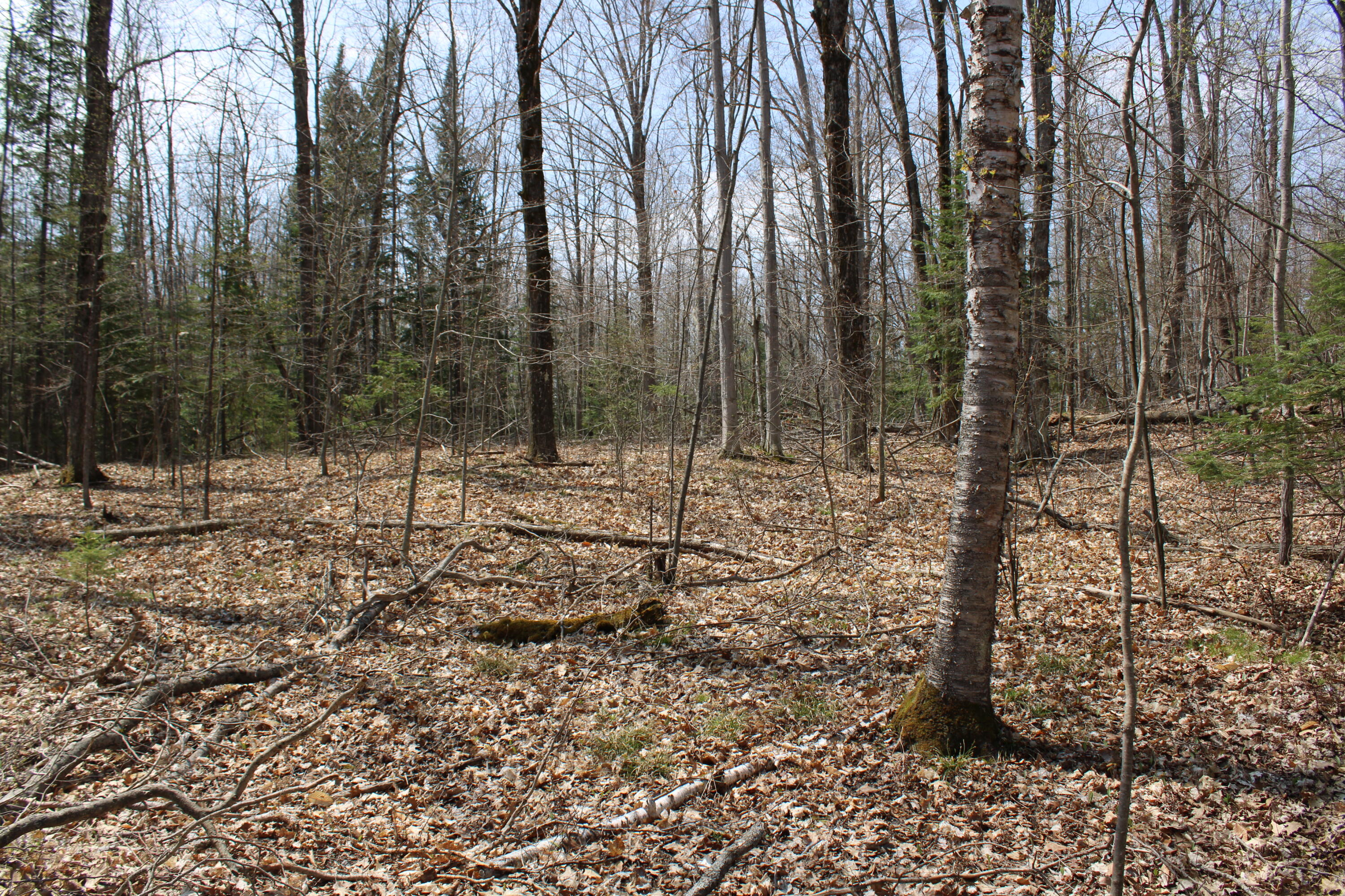 961 Dunn Road Afton, MI 49705 - Photo 15 of 15 IMG_1304