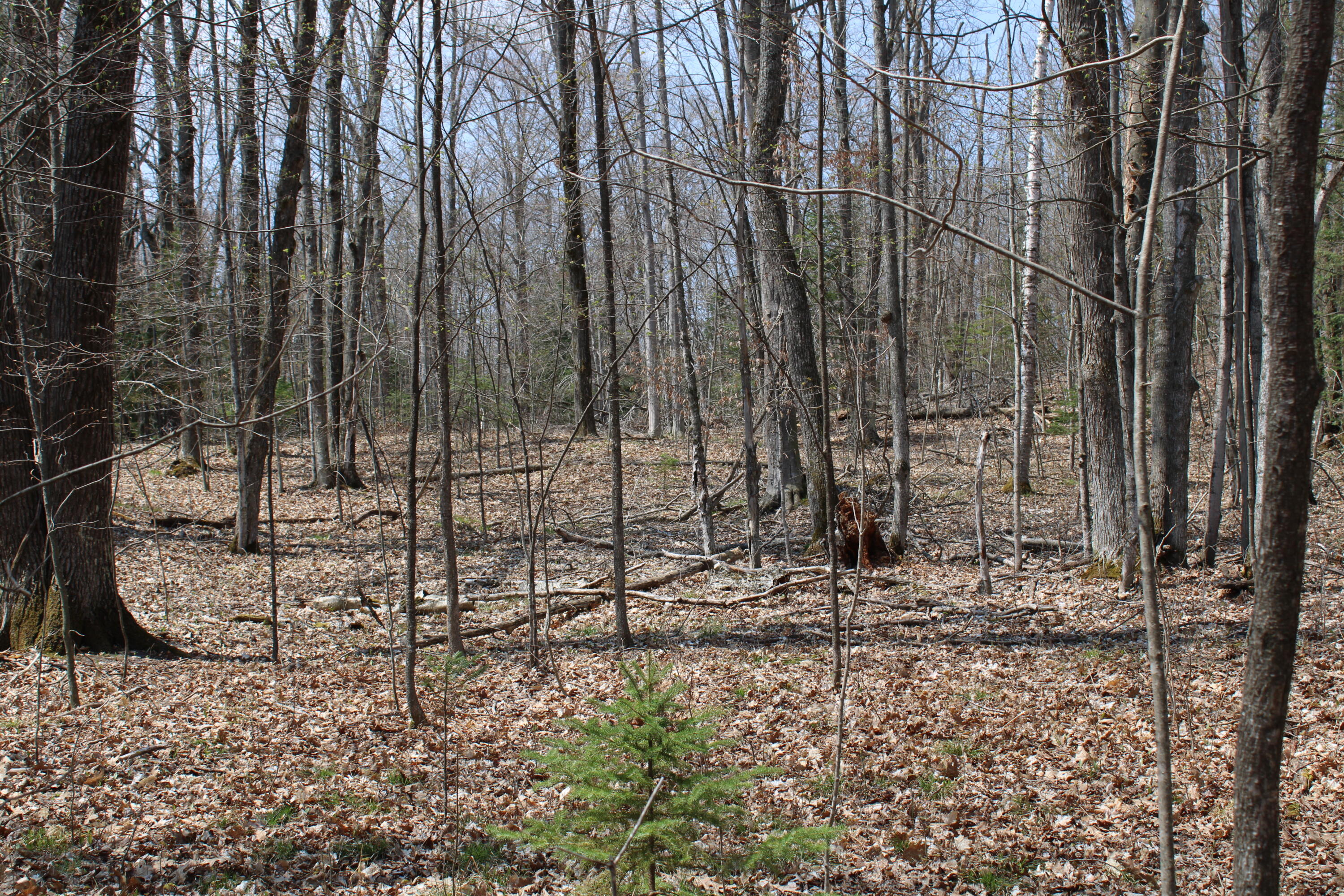 961 Dunn Road Afton, MI 49705 - Photo 7 of 15 IMG_1295