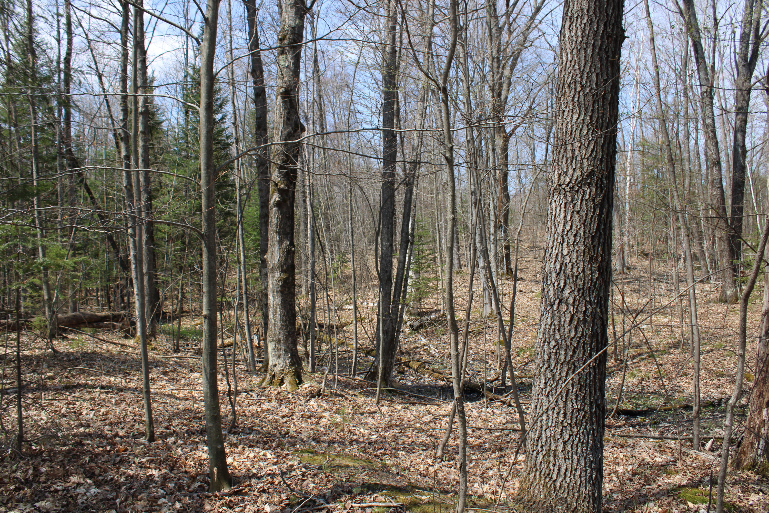 961 Dunn Road Afton, MI 49705 - Photo 8 of 15 IMG_1296