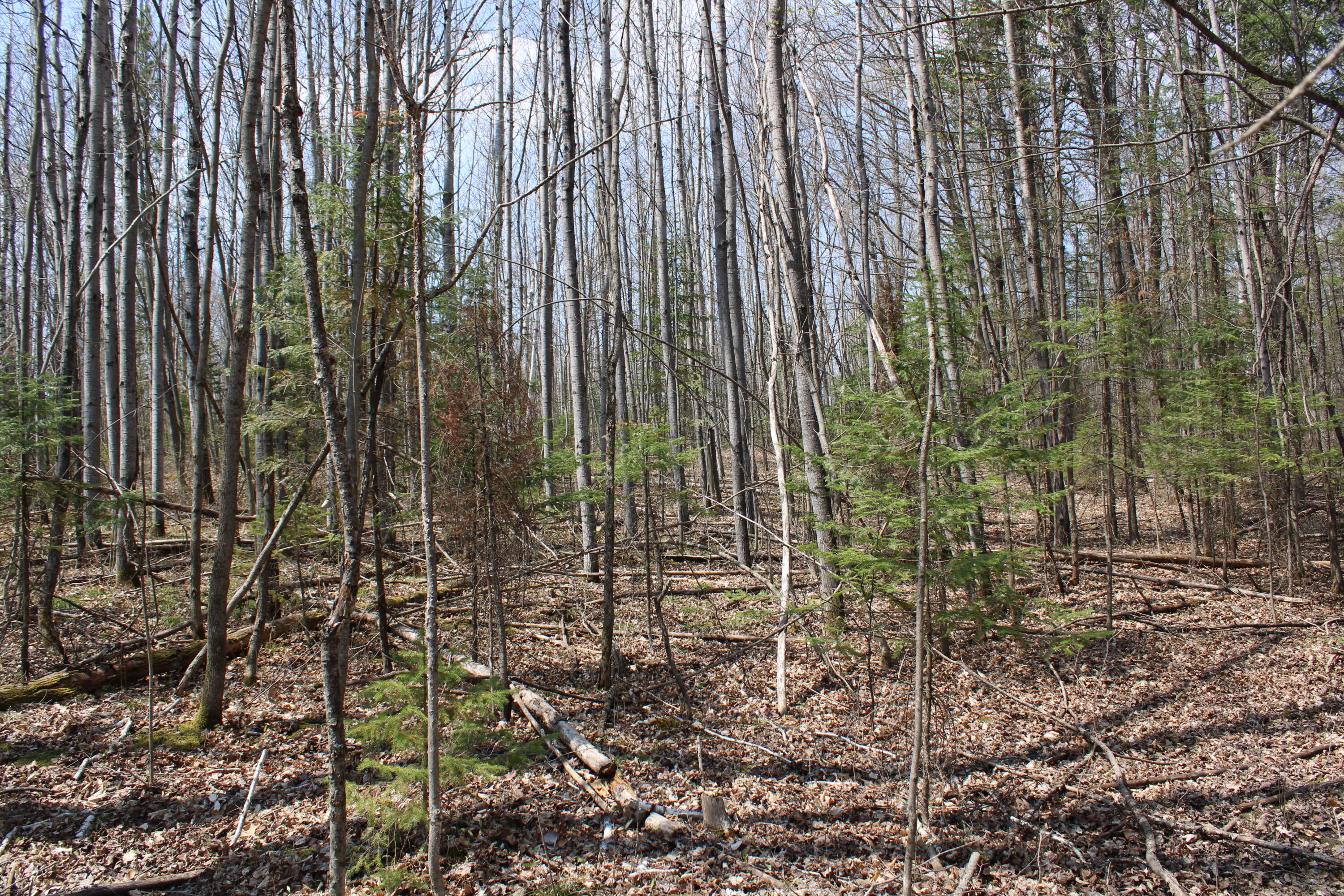 961 Dunn Road Afton, MI 49705 - Photo 10 of 15 IMG_1298