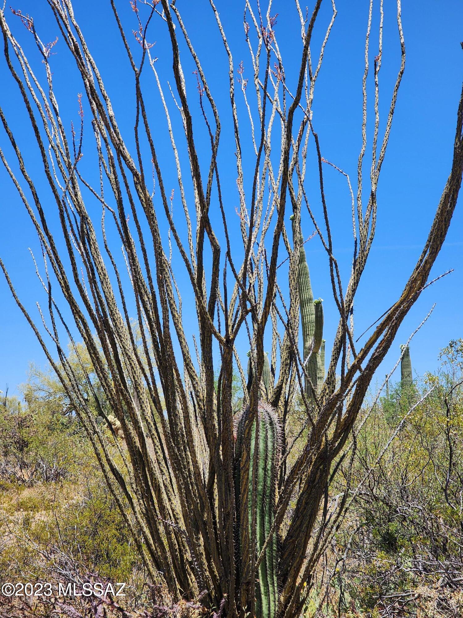 Xx East Derrio Road Marana, AZ 85658 - Photo 1 of 46 Gallery Image 1