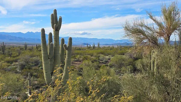 a view of a city with tall tree