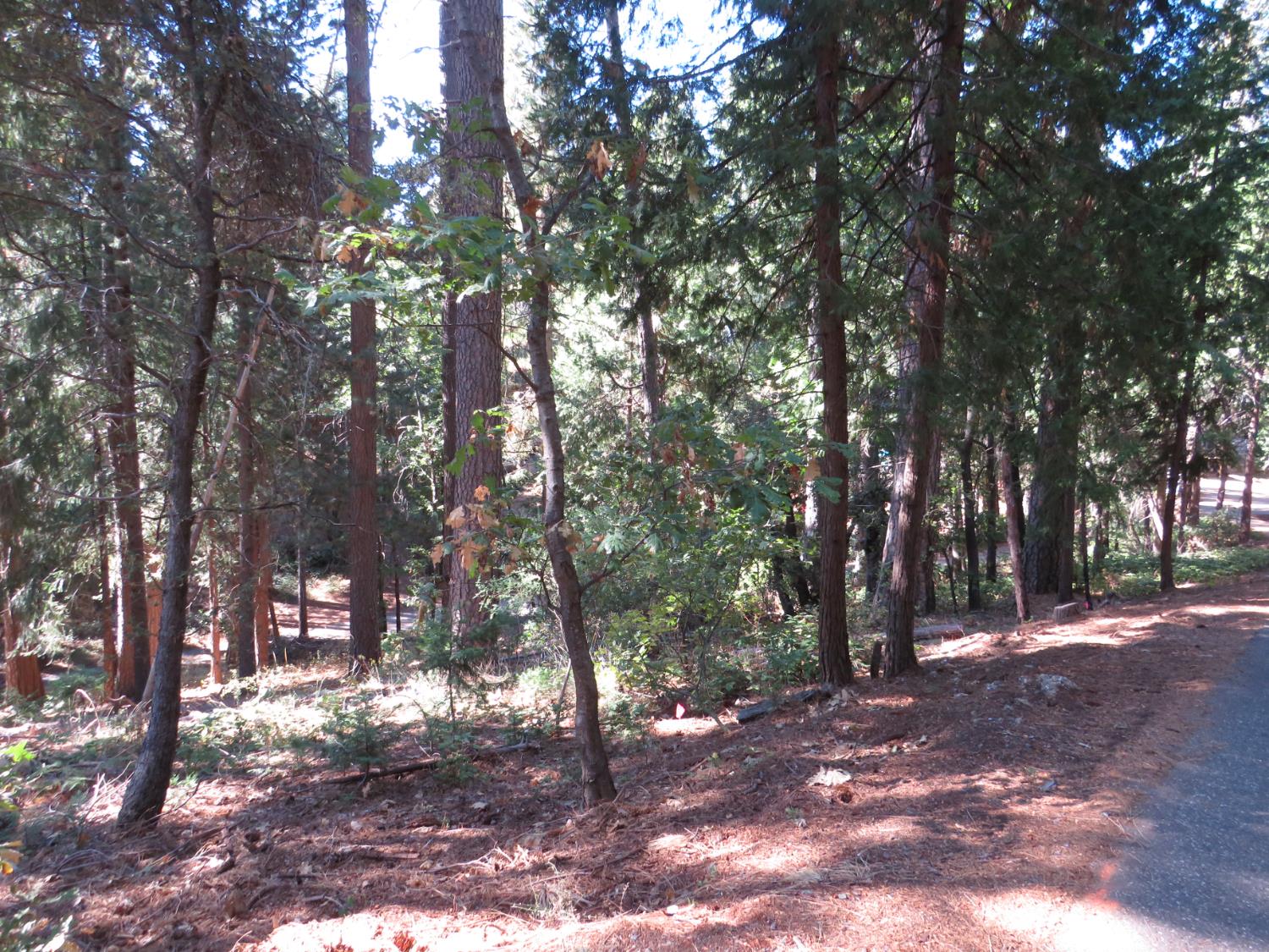 172 Sylvan Road Colfax, CA 95713 - Photo 15 of 19 a view of road with trees