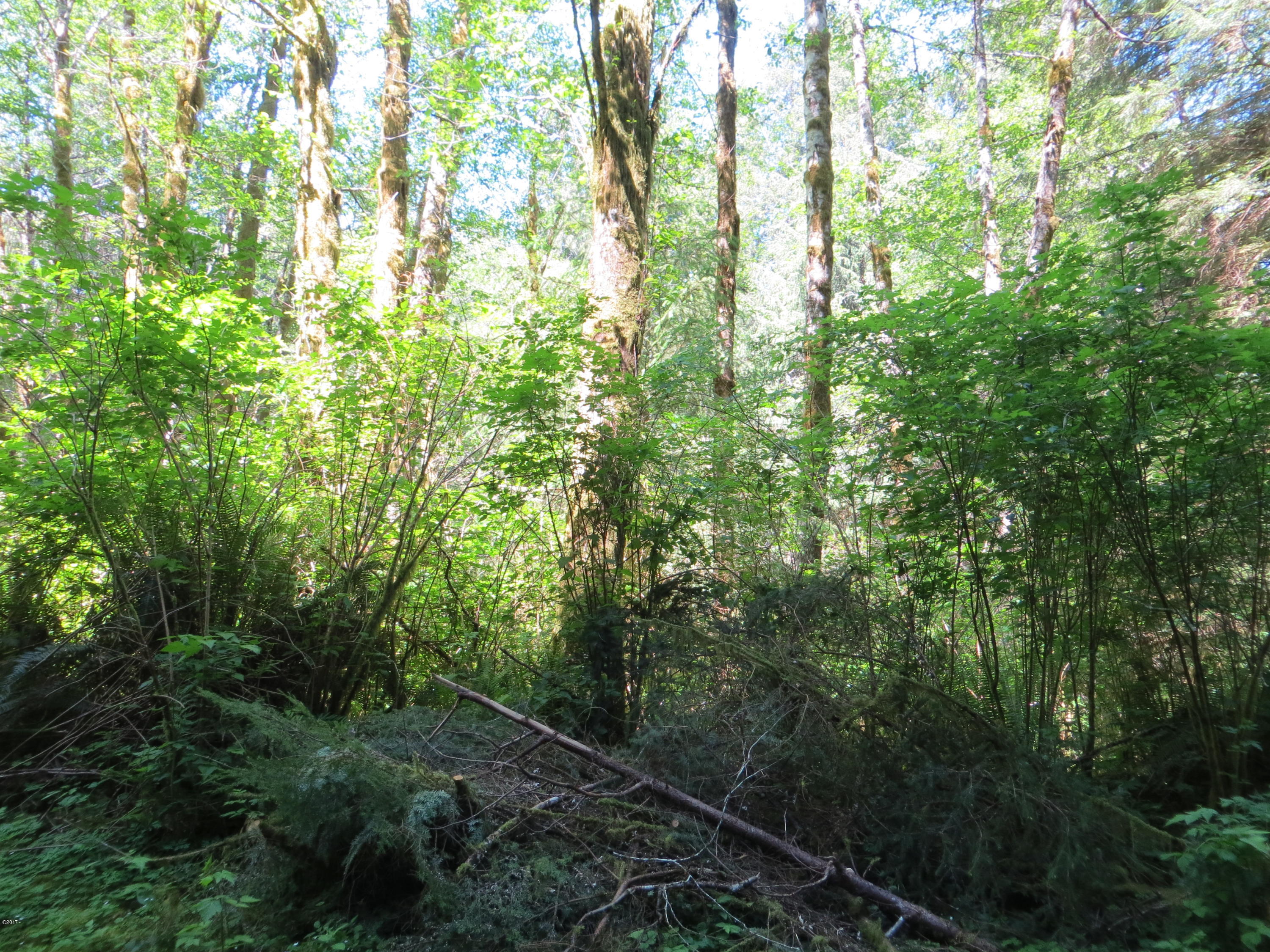 Lot 15 Hamer Road Siletz, OR 97380 - Photo 18 of 23 Hamer Rd