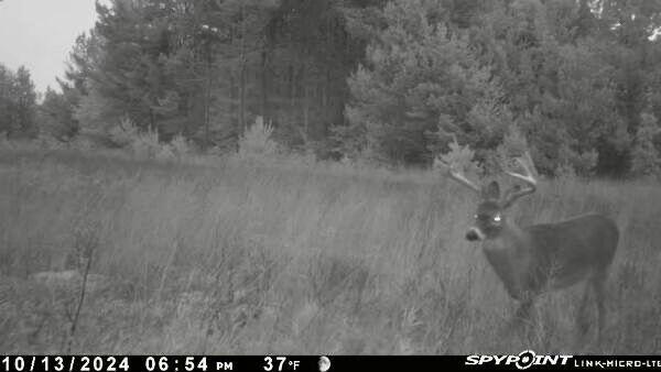 936 Motz Road Southwest Kalkaska, MI 49646 - Photo 4 of 8 IMG_4245