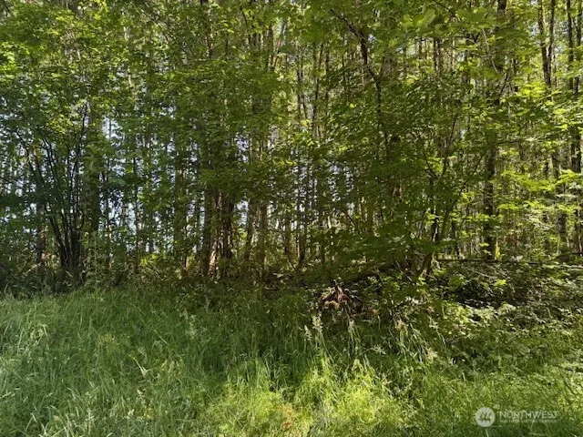 a view of a lush green forest