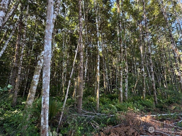 0 Nelson Road Winlock, WA 98596 - Photo 10 of 18 a view of forest