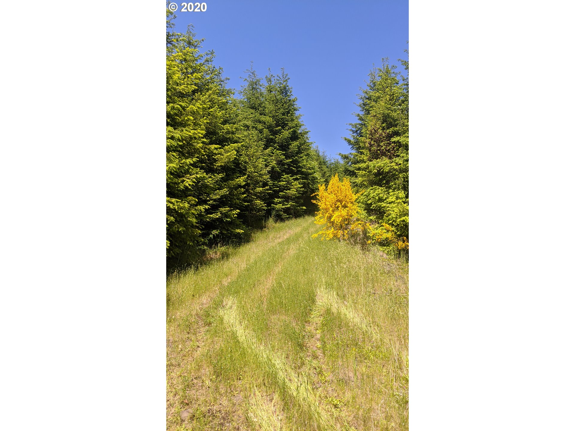 Northwest Timmerman (3) Road Forest Grove, OR 97116 - Photo 11 of 13 Gallery Image 11