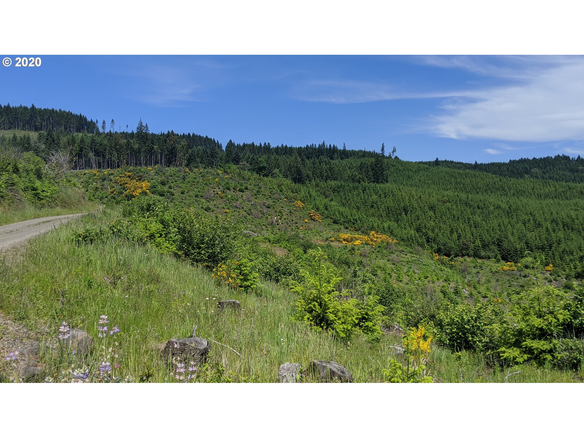 Northwest Timmerman (3) Road Forest Grove, OR 97116 - Photo 3 of 13 Gallery Image 3