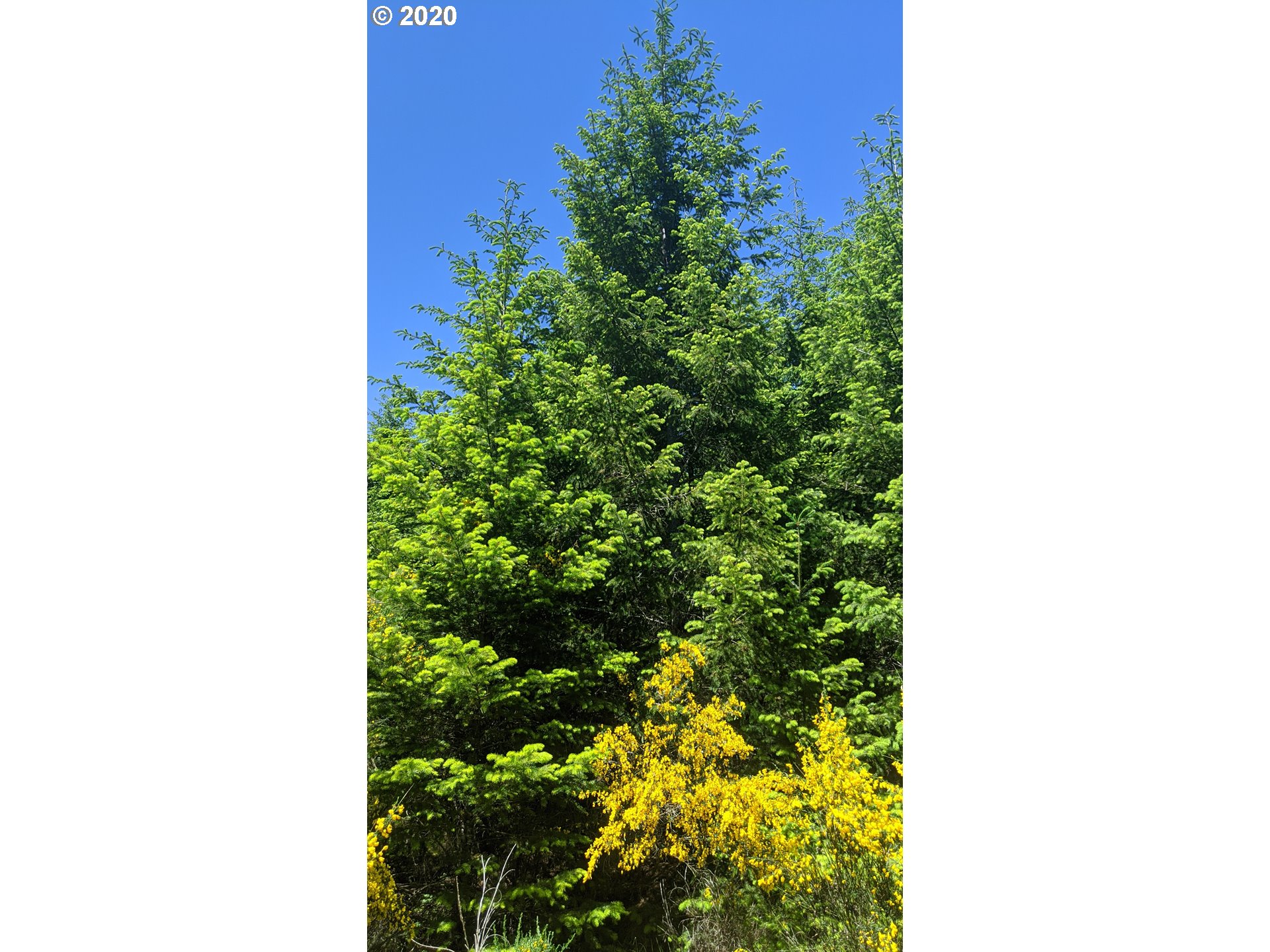 Northwest Timmerman (3) Road Forest Grove, OR 97116 - Photo 10 of 13 Gallery Image 10