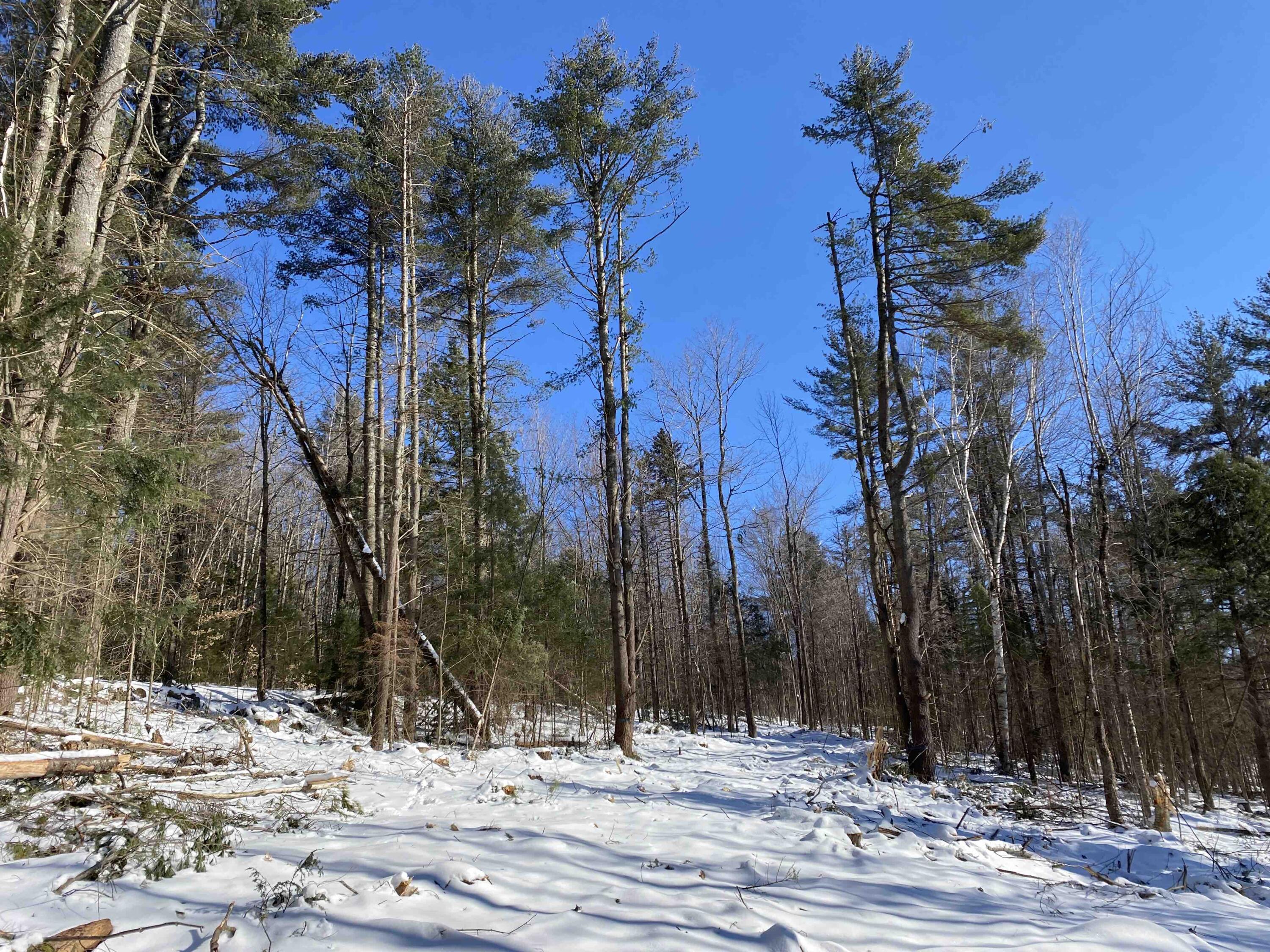 0 Blackguard Road Waterford, ME 04088 - Photo 4 of 6 gentle slope pic