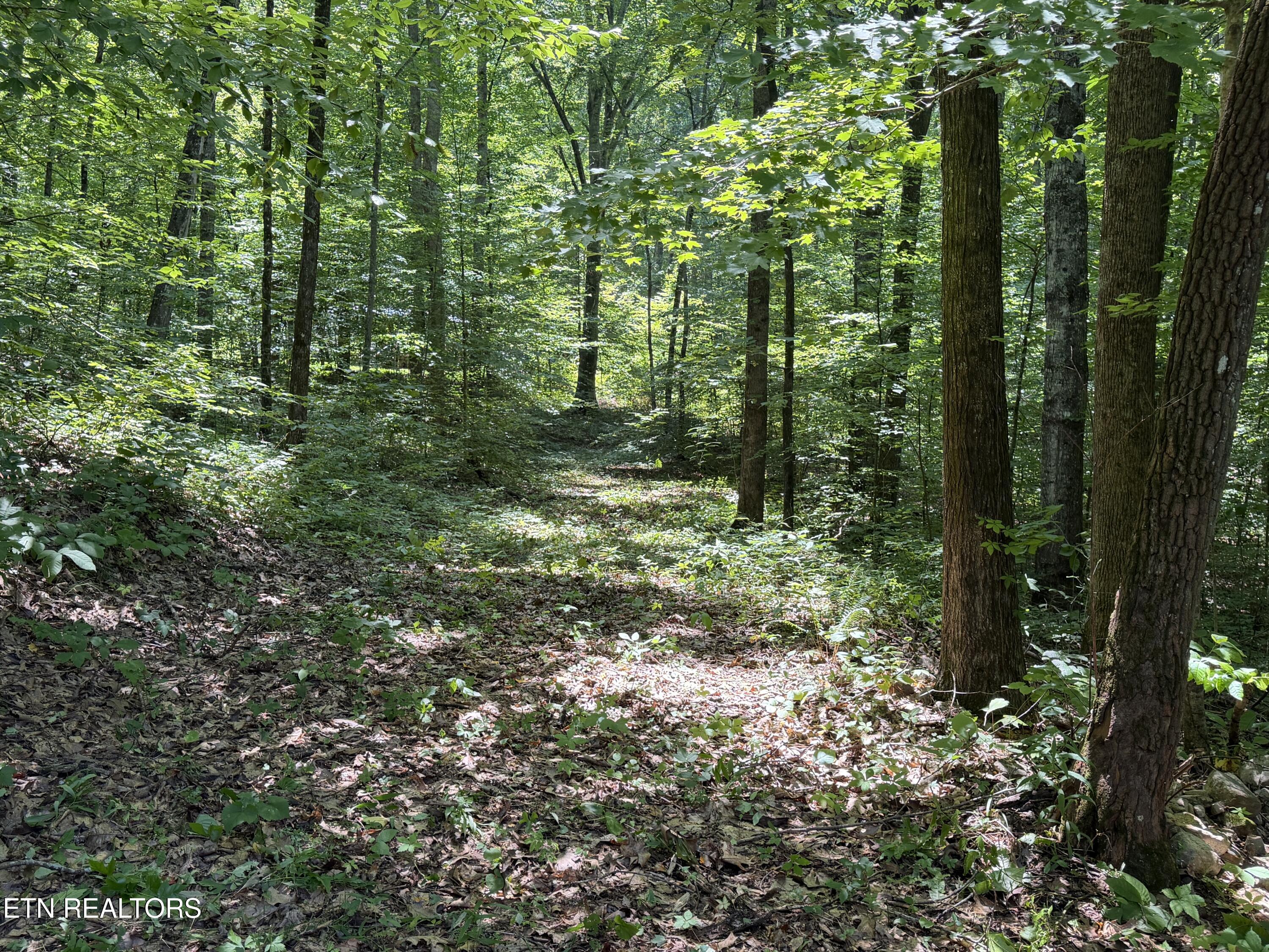Charles Young Road Walland, TN 37886 - Photo 5 of 14 Pathway 3