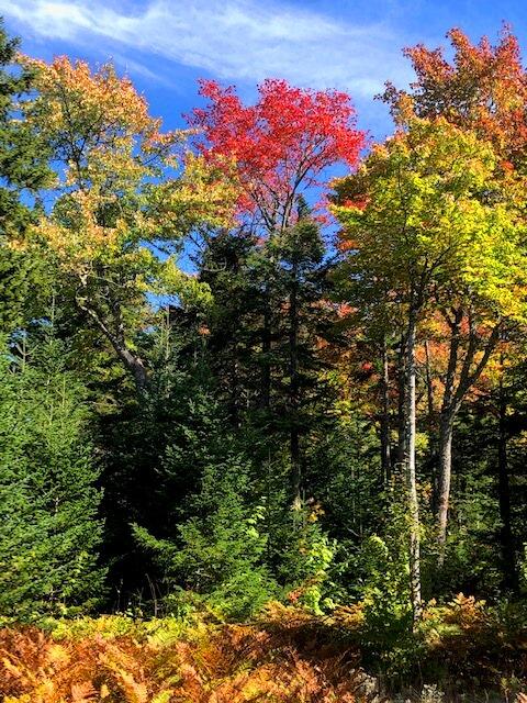 13 Mill Brook Road Sandy River Plt, ME 04970 - Photo 15 of 21 Autumn