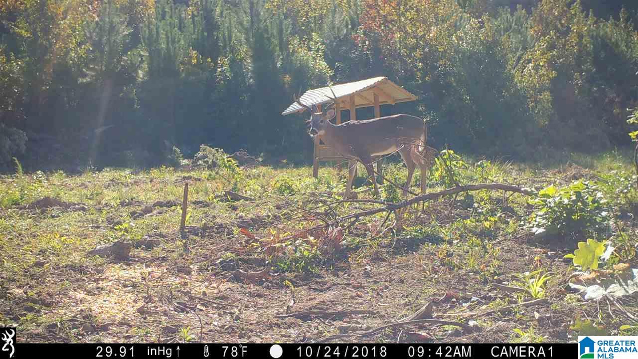 0 Bulldog Bend Road Brierfield, AL 35035 - Photo 13 of 32