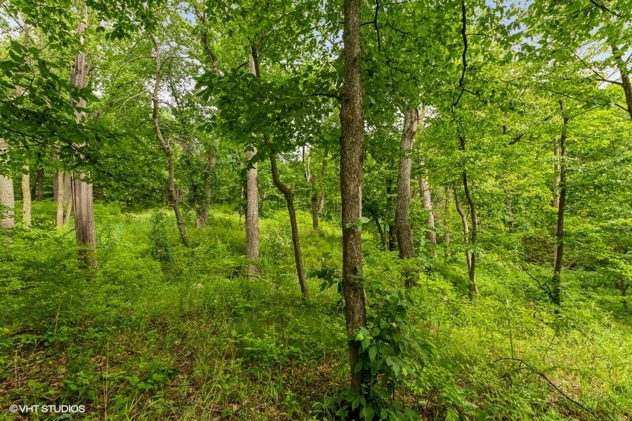 11700 German Church Road Burr Ridge, IL 60527 - Photo 4 of 13 a view of yard with lush green forest