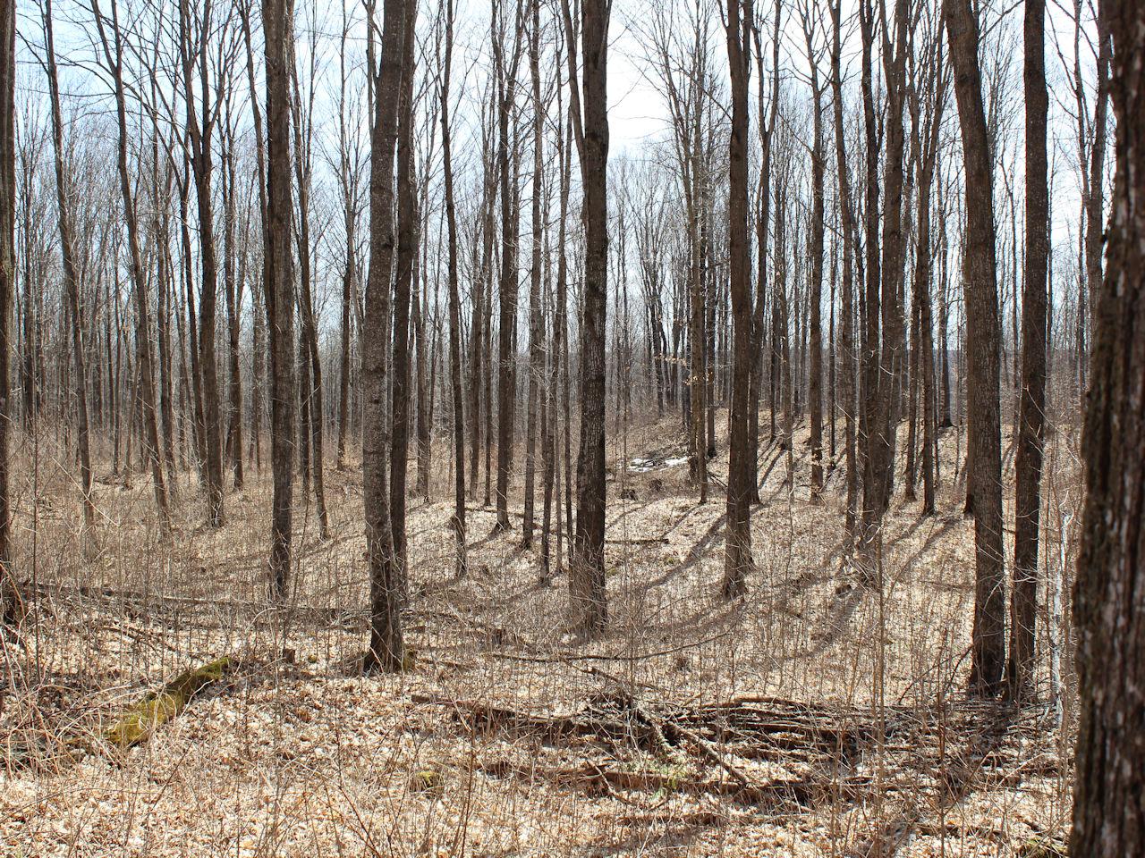 On Will Road, Unit 40 ACRES Mellen, WI 54546 - Photo 7 of 10 Gallery Image 7