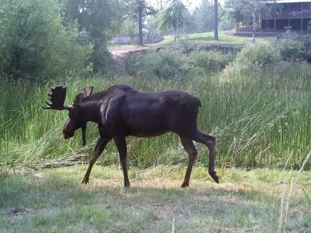 $599,900 | 8718 West Anderson Road, Cheney, WA 99004